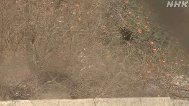 岩手縣岩泉町周一早上發現一隻幼熊在住宅區活動,在樹上啃食柿子。(互聯網)