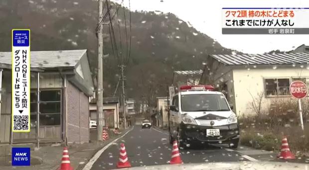 岩手縣岩泉町周一早上發現熊隻在樹上啃食柿子,警員在場戒備。(互聯網)