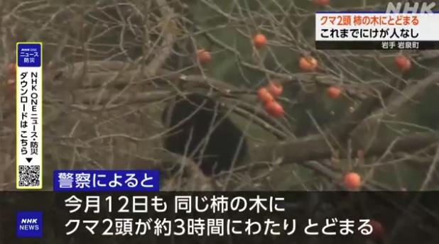 岩手縣岩泉町周一早上發現熊隻在樹上啃食柿子。(互聯網)