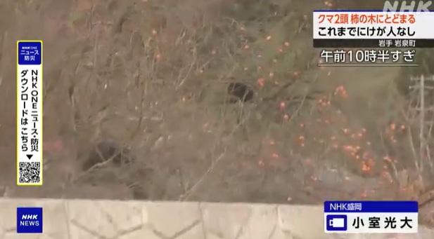 岩手縣岩泉町周一早上發現一隻成年熊與幼熊在樹上啃食柿子。(互聯網)