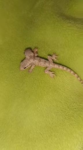 影片中,雙頭壁虎向後移動。(互聯網)