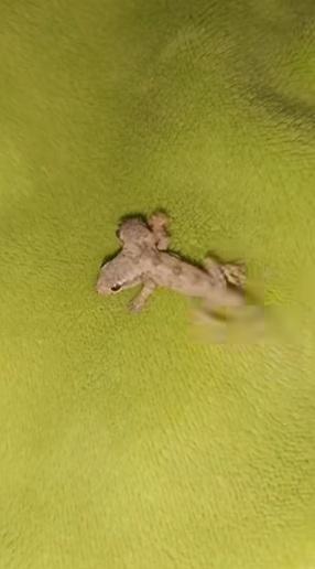 影片中,雙頭壁虎向後移動。(互聯網)