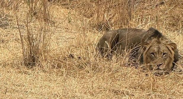 圖為南非野生獅子。(互聯網)