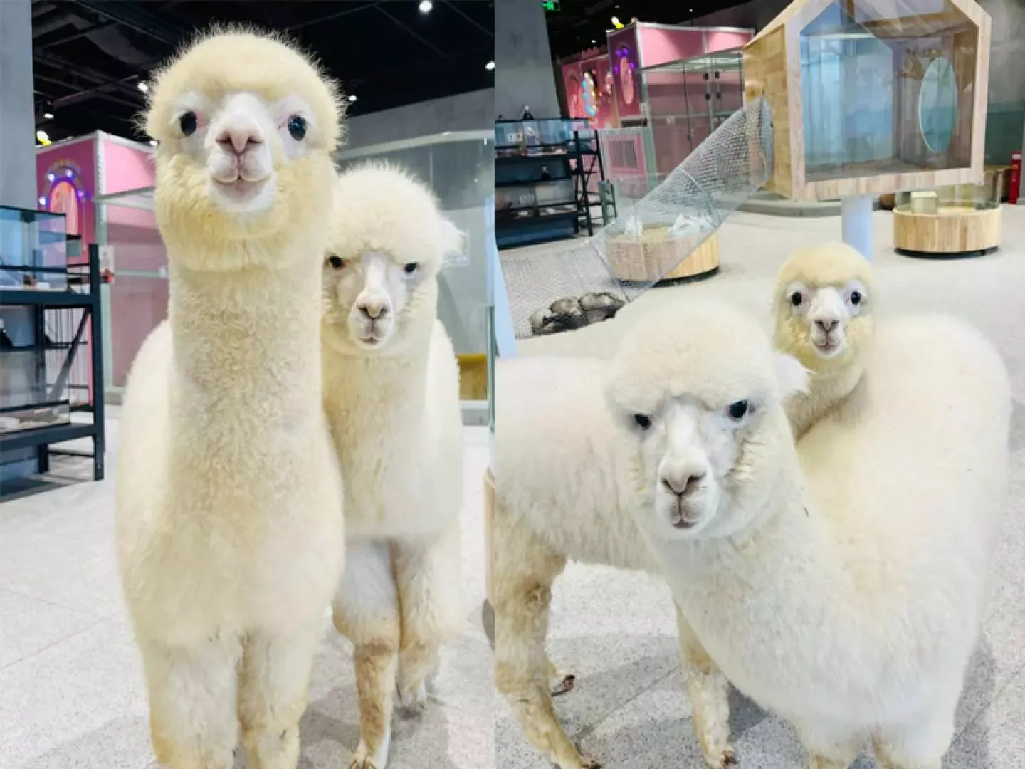 深圳好去處|Lollypet萌寵樂園