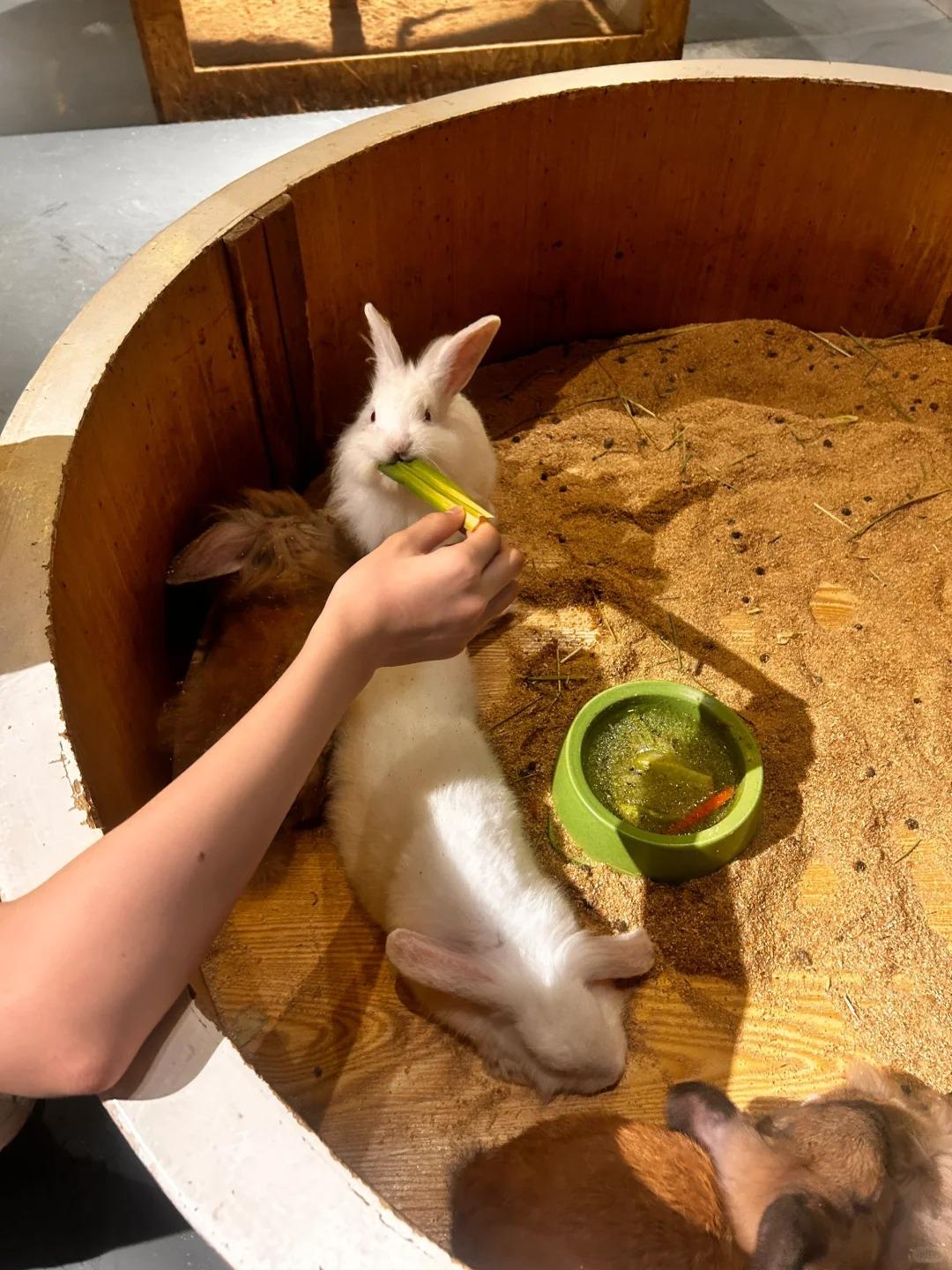 深圳好去處|Lollypet萌寵樂園