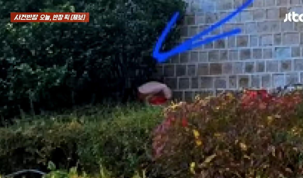 箭咀指示在男遊客右邊的灌木叢中有另一名女子蹲著。(互聯網)