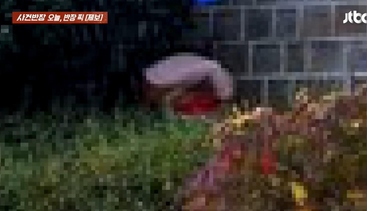 男遊客右邊的灌木叢中有另一名女子蹲著。(互聯網)