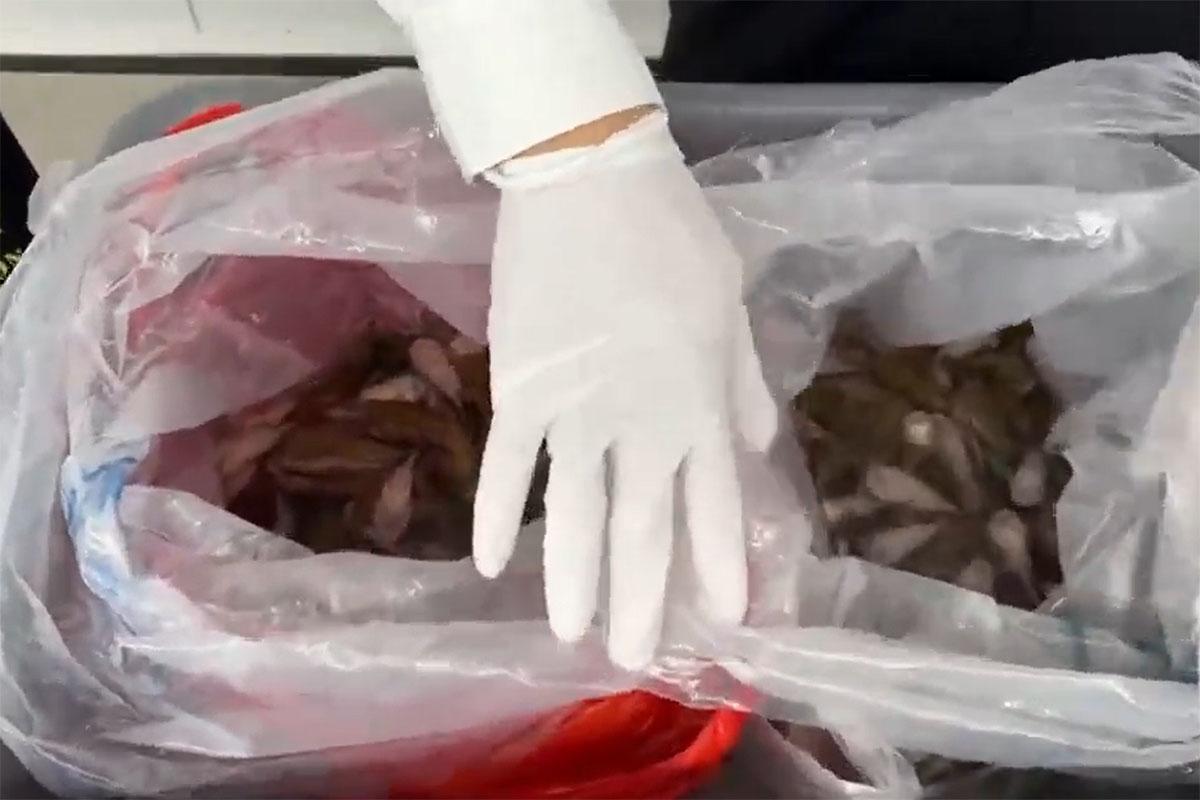 一名女子北上期間在裙內藏有229條觀賞魚,其後在羅湖被深圳海關截獲。(微信「海關發布」影片截圖)