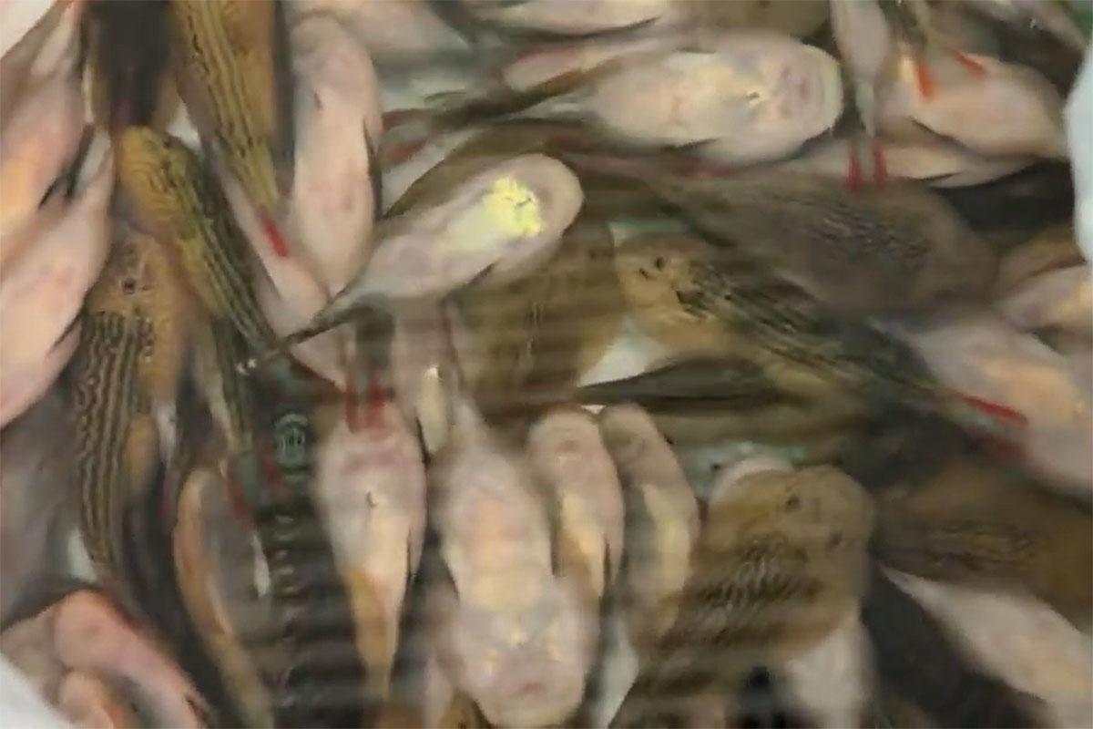 一名女子北上期間在裙內藏有229條觀賞魚,其後在羅湖被深圳海關截獲。(微信「海關發布」影片截圖)