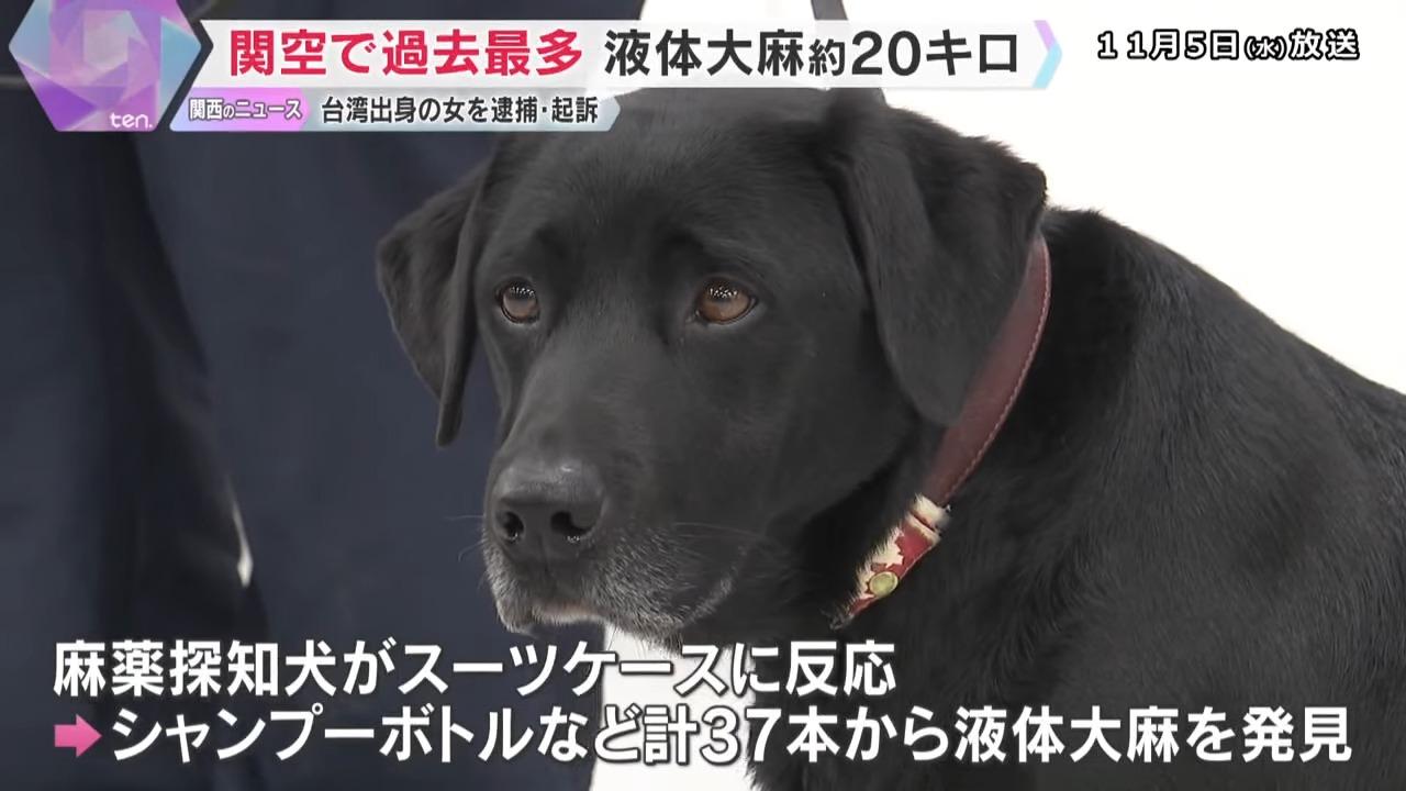 資深緝毒犬建功,預計於今年內退休。(影片截圖)