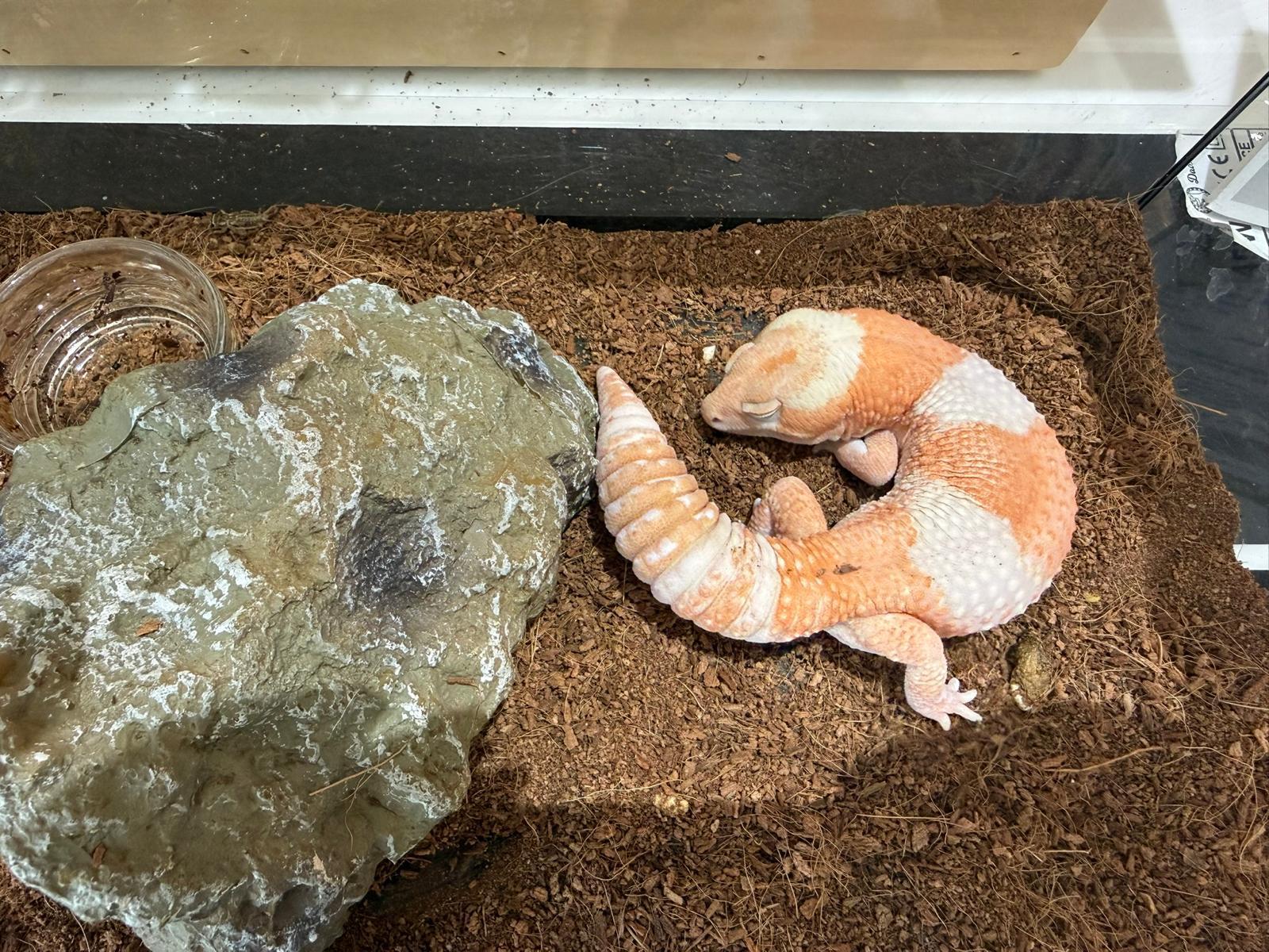 小小建築師須先觀察小動物蜥蜴與守宮的體型及需要,再為牠們設計安全溫暖的聖誕小屋。