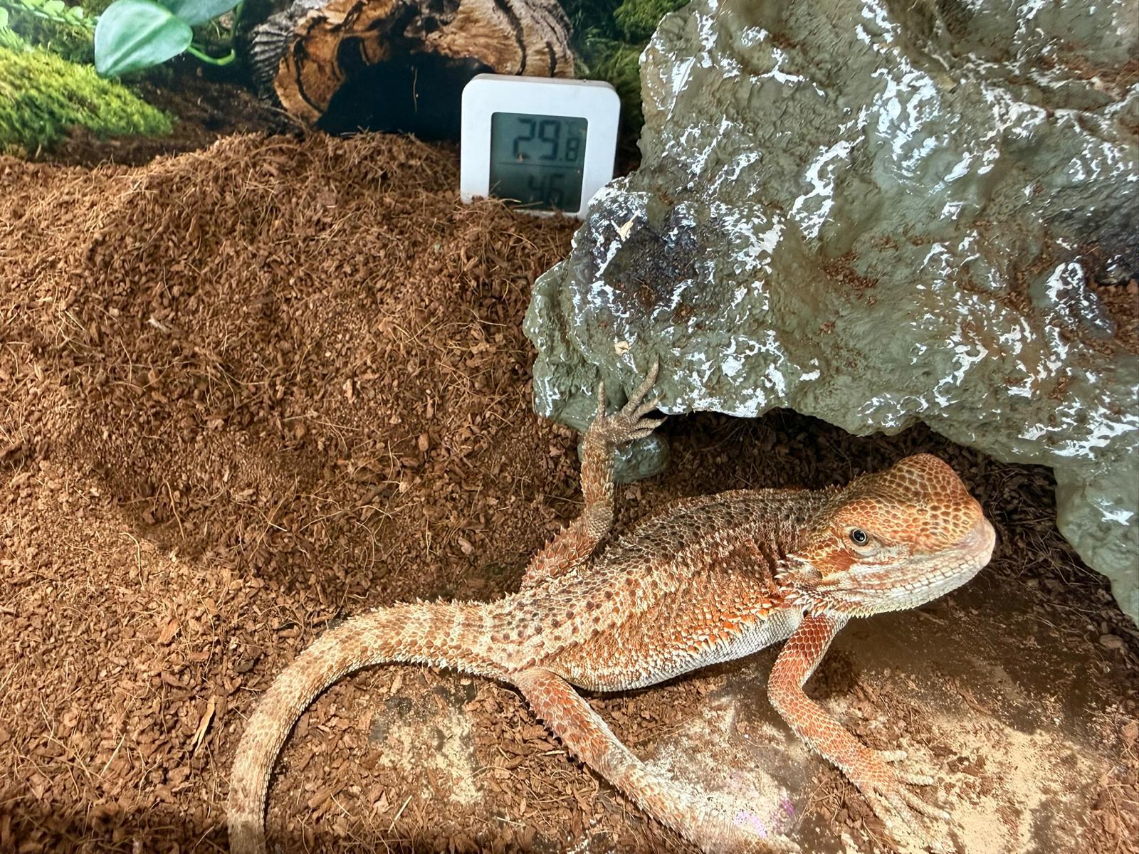 小小建築師須先觀察小動物蜥蜴與守宮的體型及需要,再為牠們設計安全溫暖的聖誕小屋。