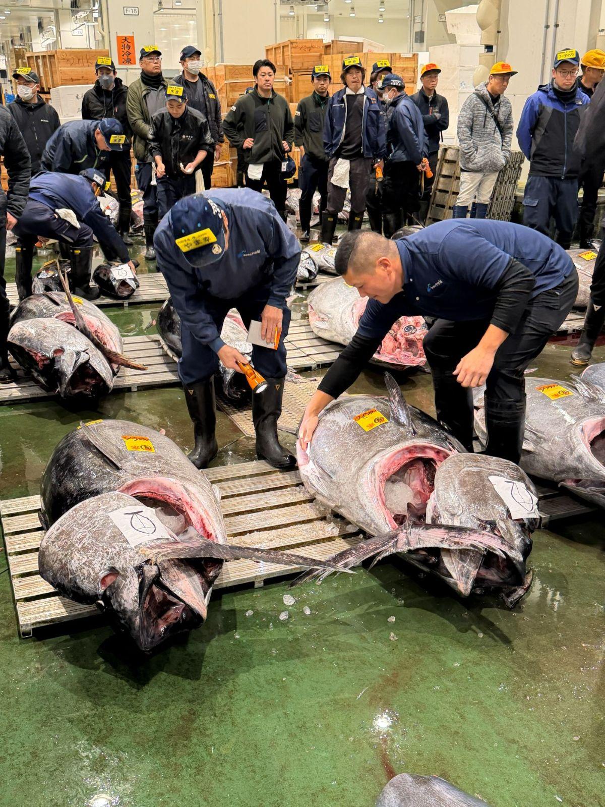 圖為日本豐洲市場最具聲望的吞拿魚批發商山幸公司拍賣藍鰭吞拿的過程。
