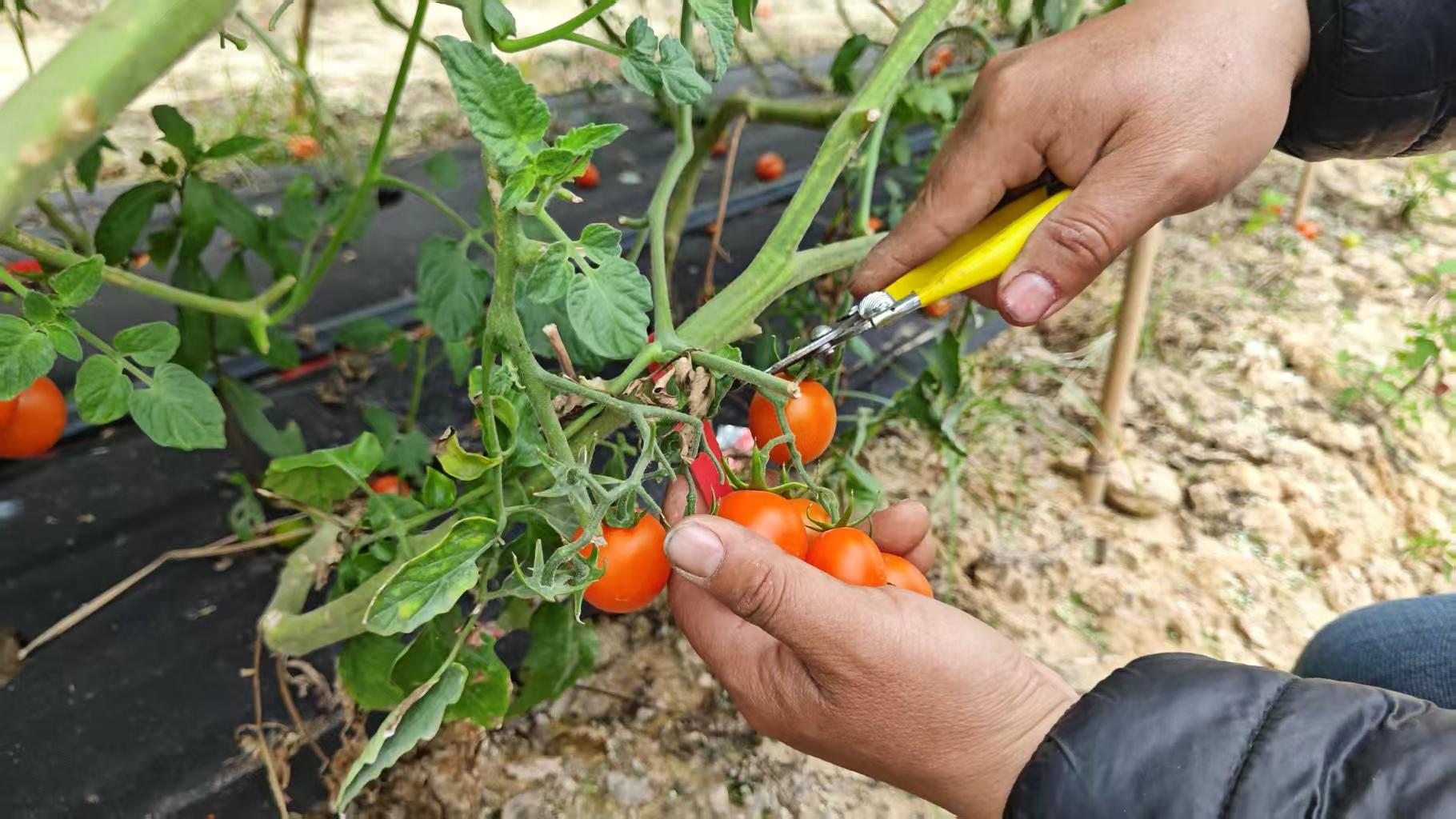 珠海超越越野車基地: 果園