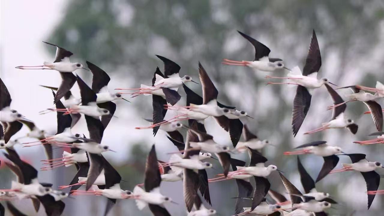 珠海超越越野車基地: 水岸鷺園生態島