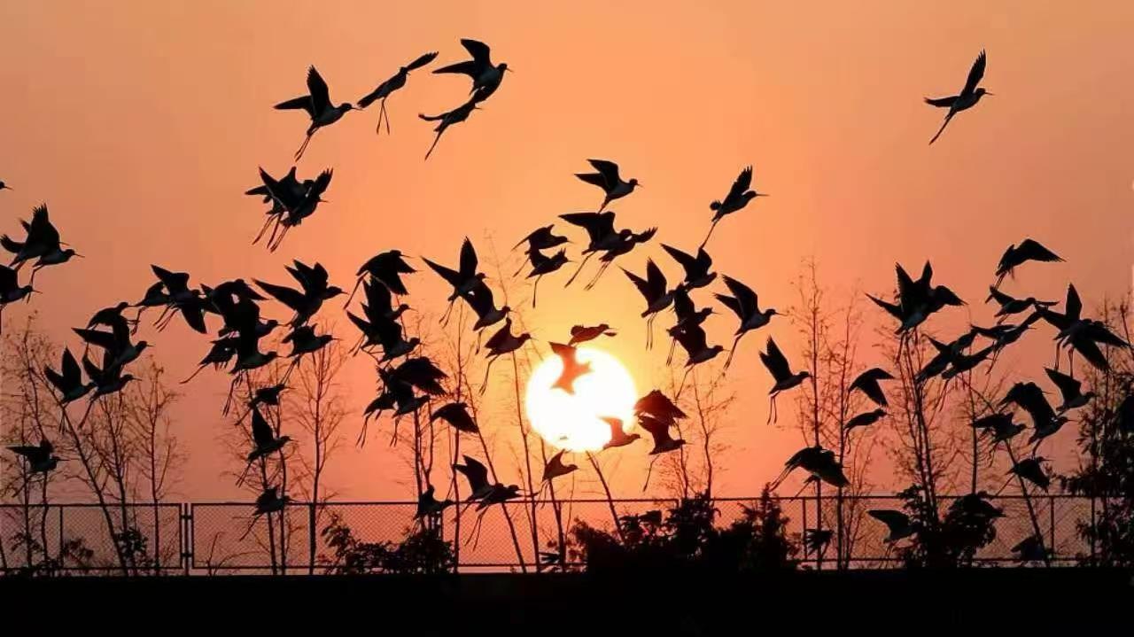 珠海超越越野車基地: 水岸鷺園生態島