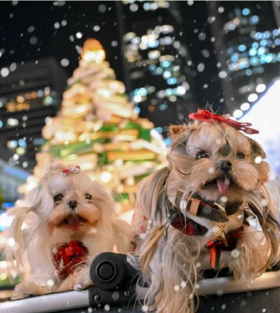 萬象天地是一個寵物友善的商場,能夠帶上可愛毛孩一同打卡,一同慶祝聖誕節!(圖片來源:深圳萬象天地)