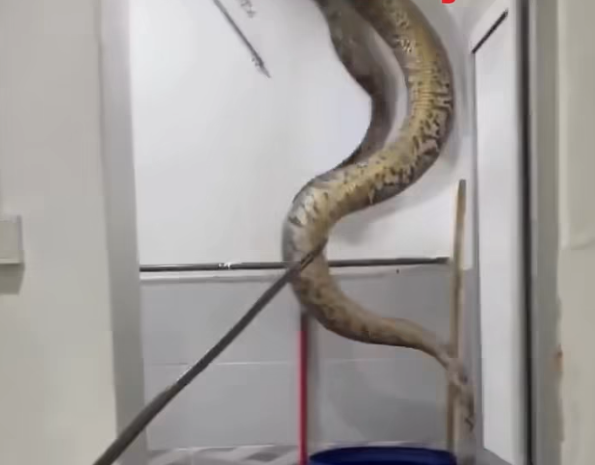 極度恐怖60公斤大蟒蛇侵民居 壓破浴室假天花從天而降(有片)