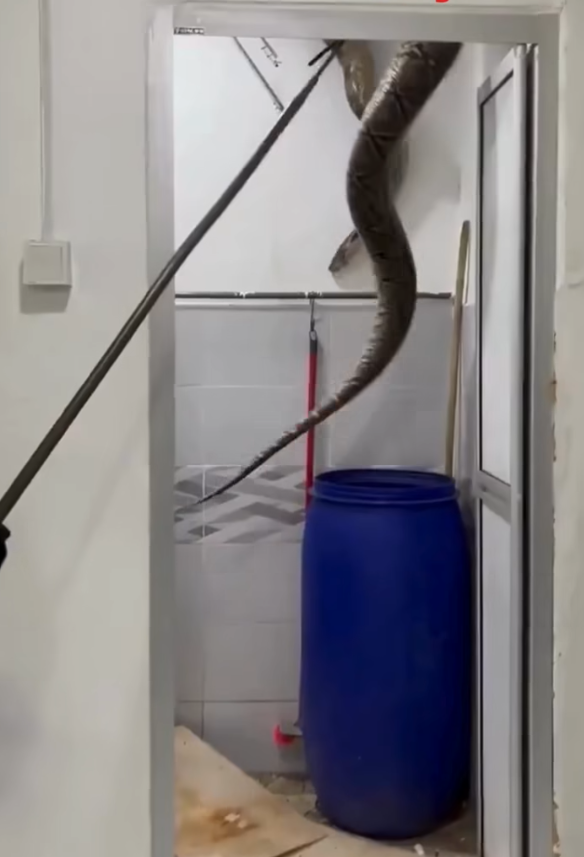 極度恐怖60公斤大蟒蛇侵民居 壓破浴室假天花從天而降(有片)