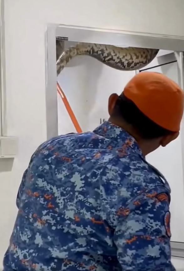 極度恐怖60公斤大蟒蛇侵民居 壓破浴室假天花從天而降(有片)