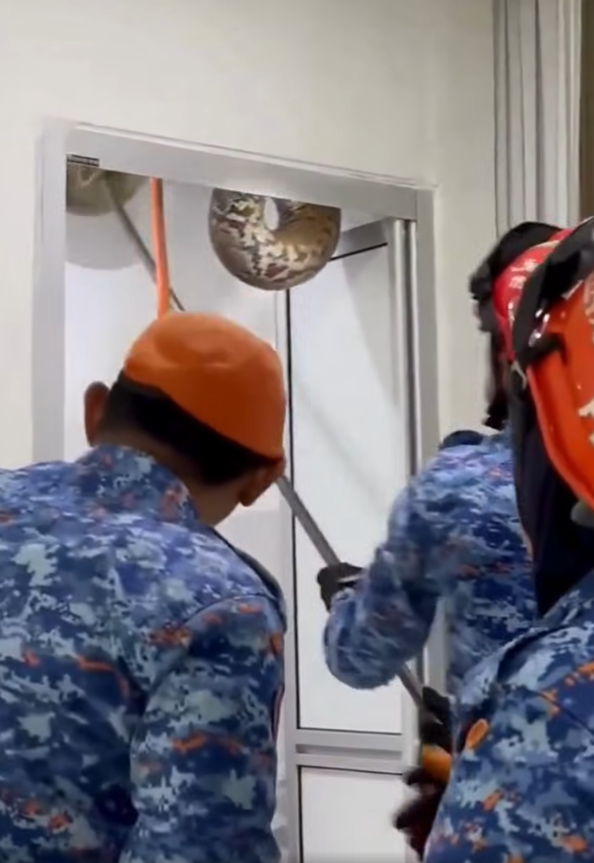 極度恐怖60公斤大蟒蛇侵民居 壓破浴室假天花從天而降(有片)