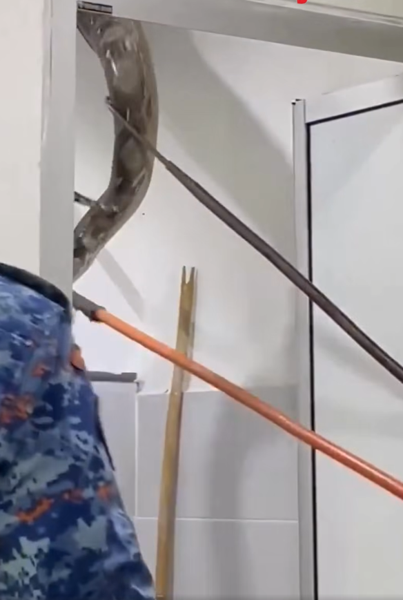 極度恐怖60公斤大蟒蛇侵民居 壓破浴室假天花從天而降(有片)