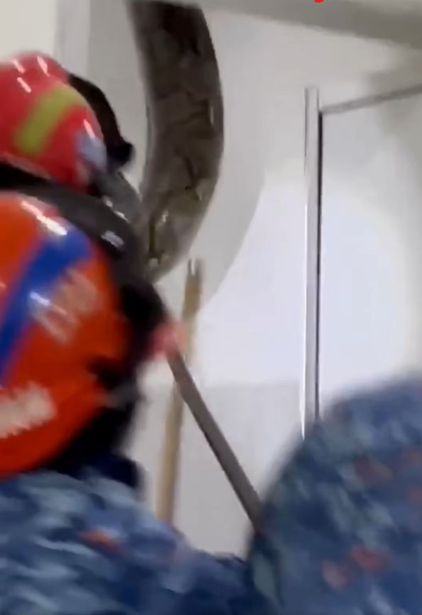 極度恐怖60公斤大蟒蛇侵民居 壓破浴室假天花從天而降(有片)