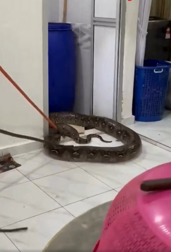 極度恐怖60公斤大蟒蛇侵民居 壓破浴室假天花從天而降(有片)