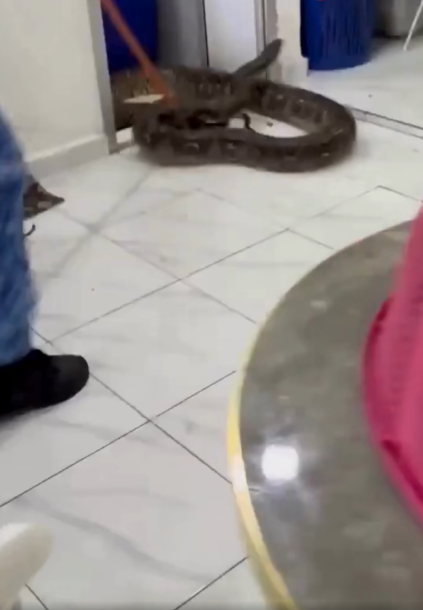 極度恐怖60公斤大蟒蛇侵民居 壓破浴室假天花從天而降(有片)