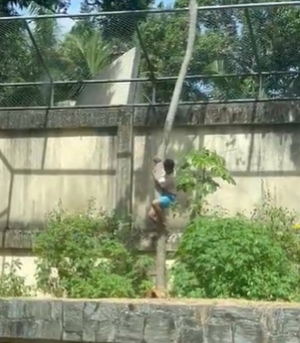 馬查多爬入獅籠,隨即受襲。(互聯網)