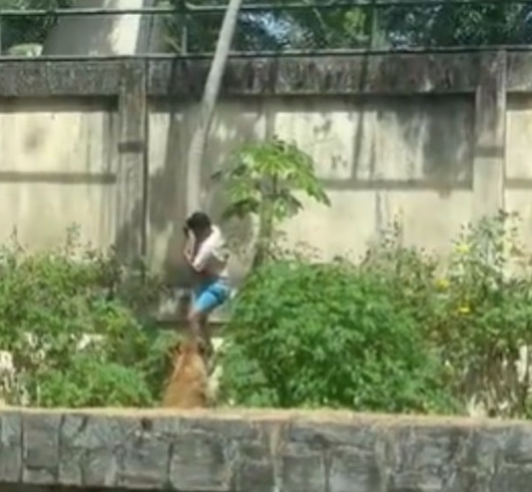 馬查多爬入獅籠,隨即受襲。(互聯網)