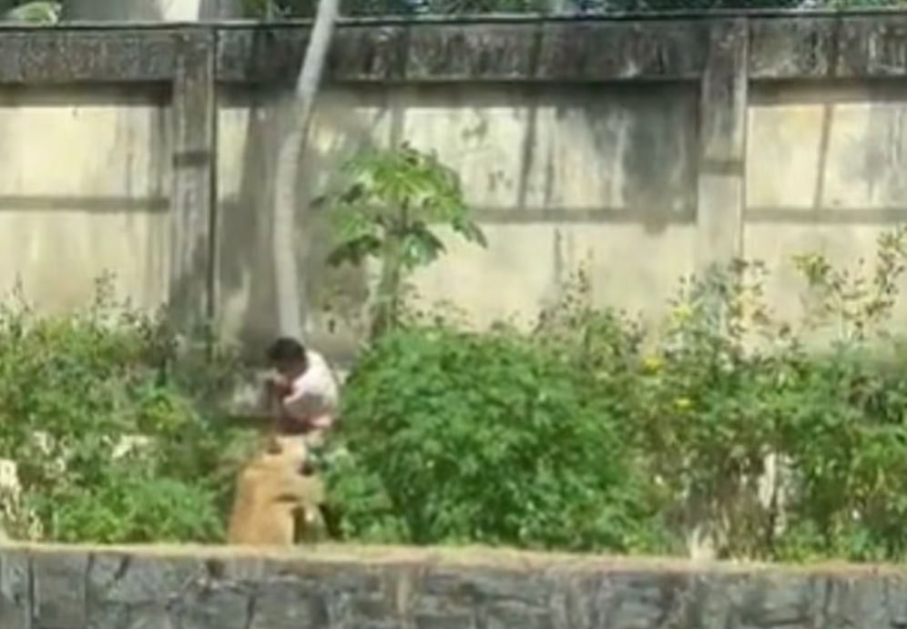 馬查多爬入獅籠,隨即受襲。(互聯網)
