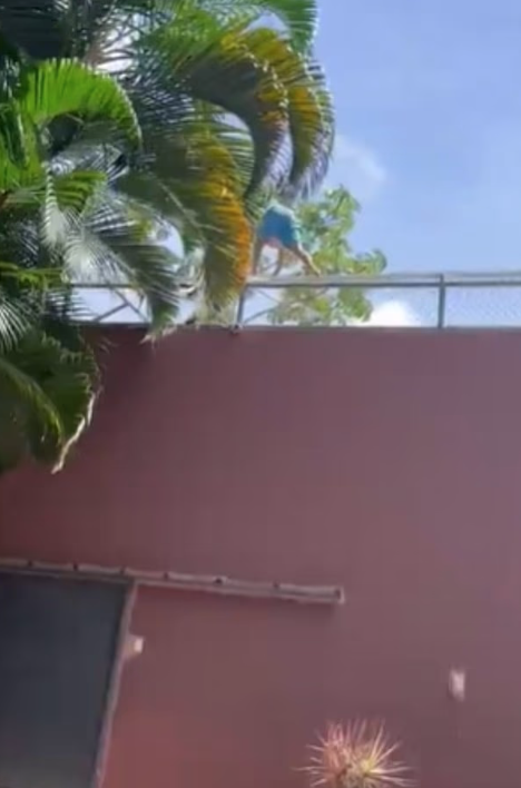 馬查多爬入獅籠,隨即受襲。(互聯網)