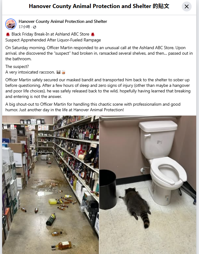 浣熊大鬧酒舖醉倒廁所「 大字形」趴地昏睡 網民:佢勁過人類