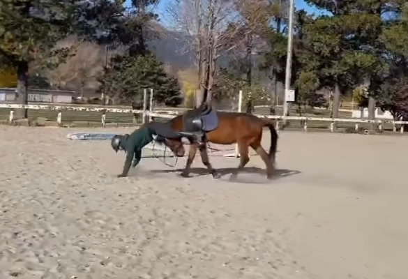 一名日本男子在馬術訓練場訓練,馬匹不斷想把他從身上甩下來,男子倒下一度以手撐地在馬首前「爬」了一小段路,畫面恍如「六腳馬」。(影片來源:IG@junsu4724)