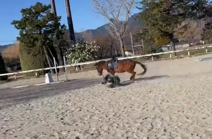 一名日本男子在馬術訓練場訓練,馬匹不斷想把他從身上甩下來,男子倒下一度以手撐地在馬首前「爬」了一小段路,畫面恍如「六腳馬」。(影片來源:IG@junsu4724)