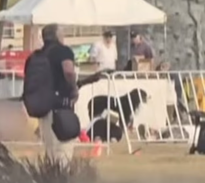 Maui據報當時站在主人遺體旁,跟槍手只是咫尺之隔。(互聯網)