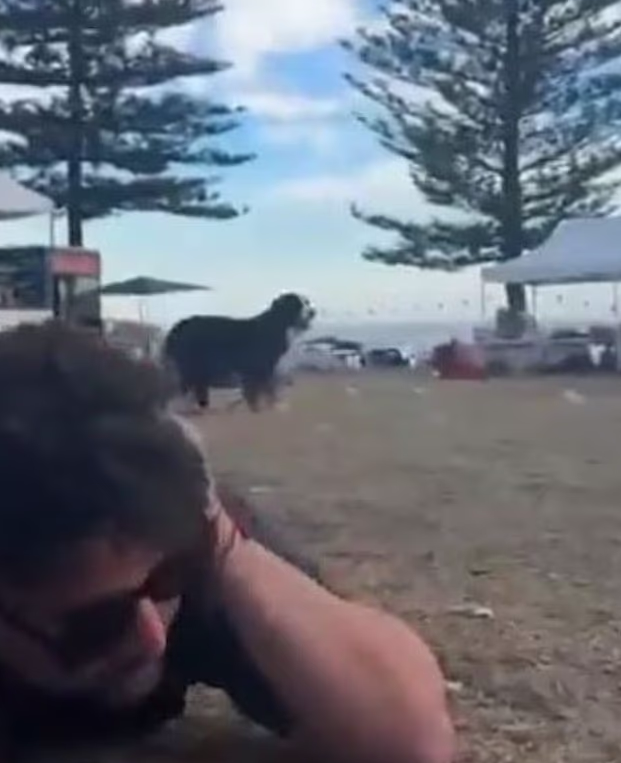 Maui據報當時站在主人遺體旁,跟槍手只是咫尺之隔。(互聯網)