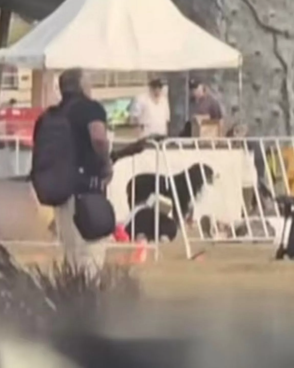 Maui據報當時站在主人遺體旁,跟槍手只是咫尺之隔。(互聯網)