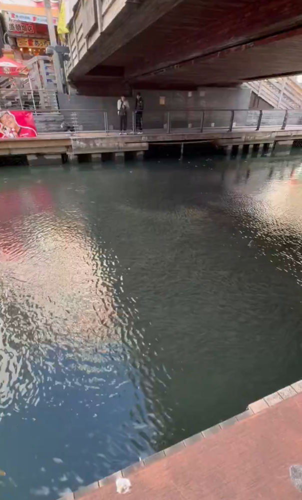 大阪道頓堀河突現大量魚群 日本網民:大地震先兆?(有片)