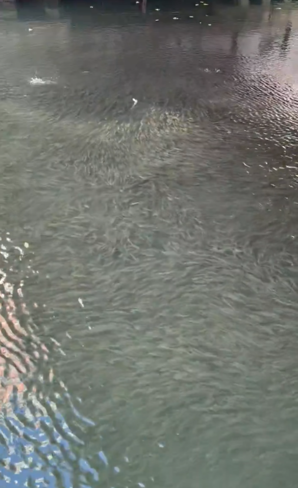 大阪道頓堀河突現大量魚群 日本網民:大地震先兆?(有片)