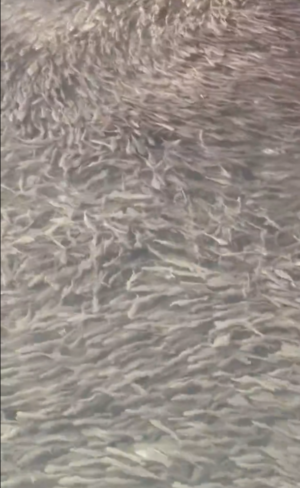 大阪道頓堀河突現大量魚群 日本網民:大地震先兆?(有片)