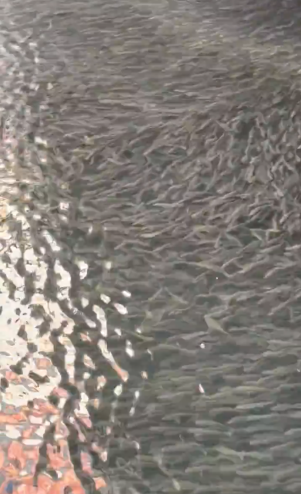 大阪道頓堀河突現大量魚群 日本網民:大地震先兆?(有片)