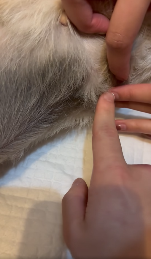 @FB Kray Ronald 影片截圖