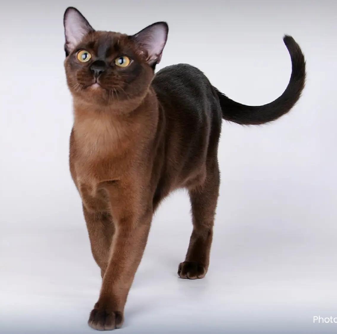 素帕拉克貓:全身深毛色,有光澤,體型中等。性格溫馴、聰明、親人。