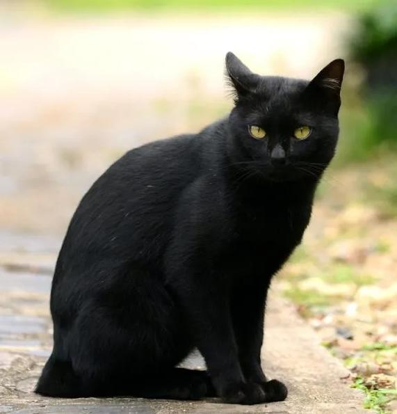 貢扎貓:體毛柔軟,色彩豐富,多為斑紋。性格活潑、好動、親人。