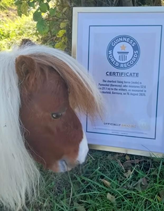Pumuckel以矮4厘米的優勢,打敗前紀錄保持者,成功獲得健力士世界紀錄認證為「全球最矮的雄性馬匹」。(X)