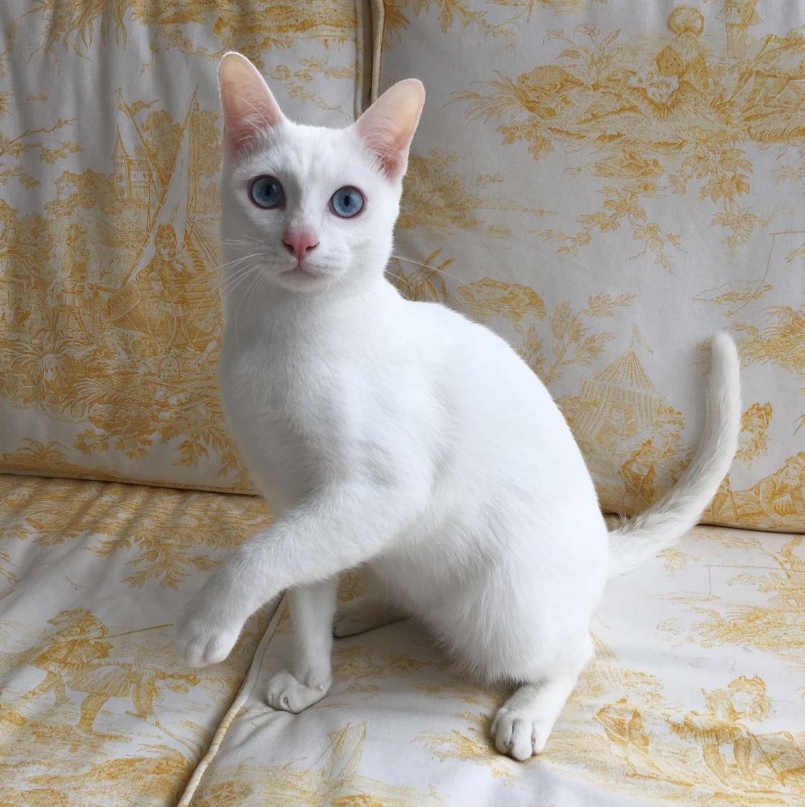 白瑪瑙貓:全身雪白,毛短或中長。性格溫和、友善、適應力強。