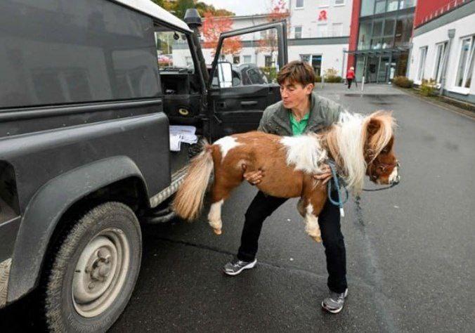 飼主Carola Weidemann說,沒有刻意對牠使用非常規的培育方法,相信Pumuckel是象徵著「大自然的奇特之處」。(X)