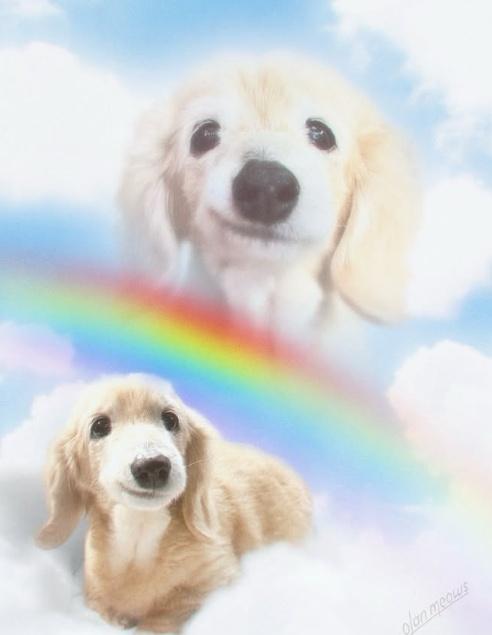 飼主向Bella寫下最後的話:「我們愛你,也會永遠記得你。」(IG)